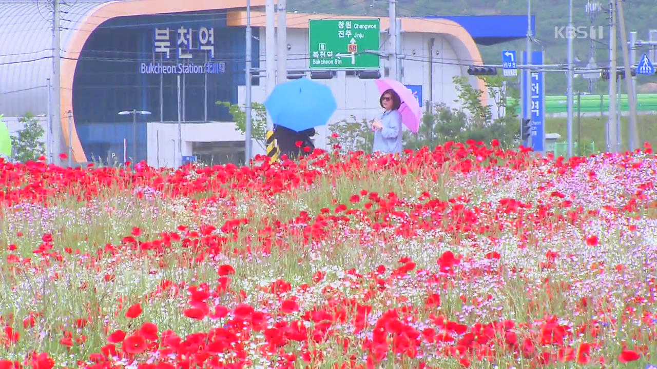 하동 꽃 양귀비 ‘붉은 유혹’…거리두기 관람