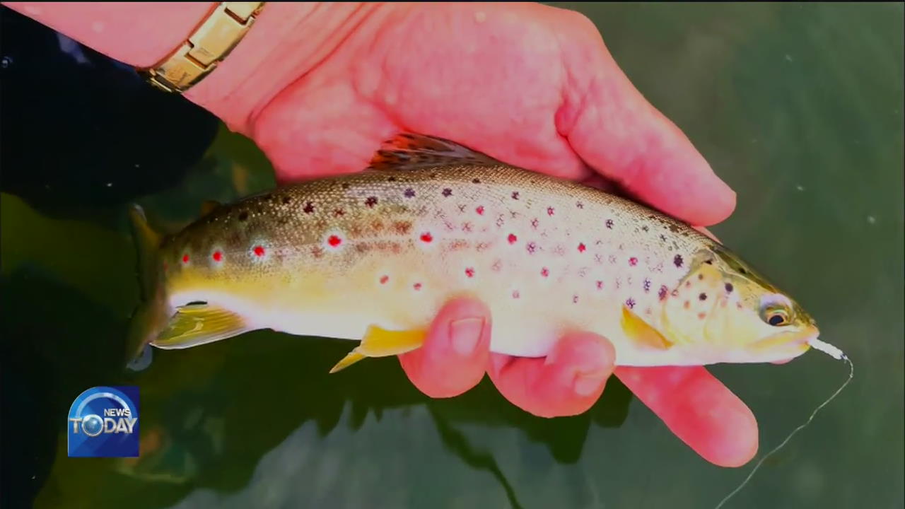 BROWN TROUTS POSE THREAT TO KOREA'S ECOSYSTEM
