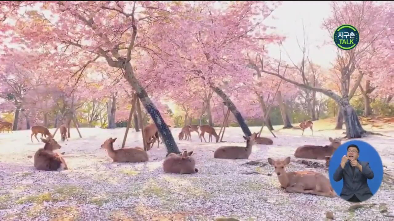 [지구촌 Talk] 코로나19 여파로 인적 드문 사슴 공원…벚꽃 만개