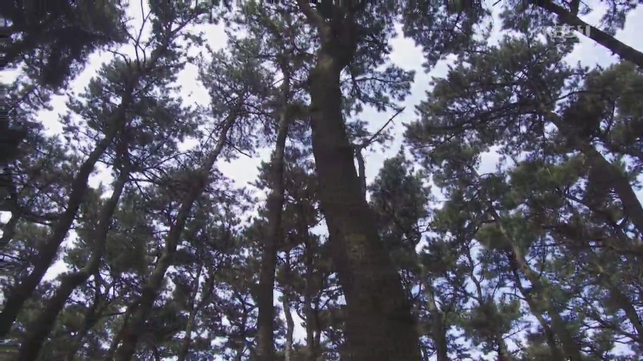 [뉴스광장 영상] 소나무 숲길