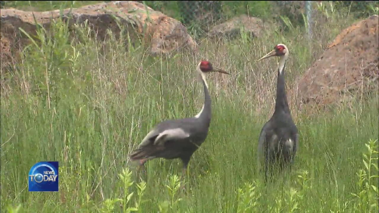STORY OF STRANDED WHITE-NAPED CRANES