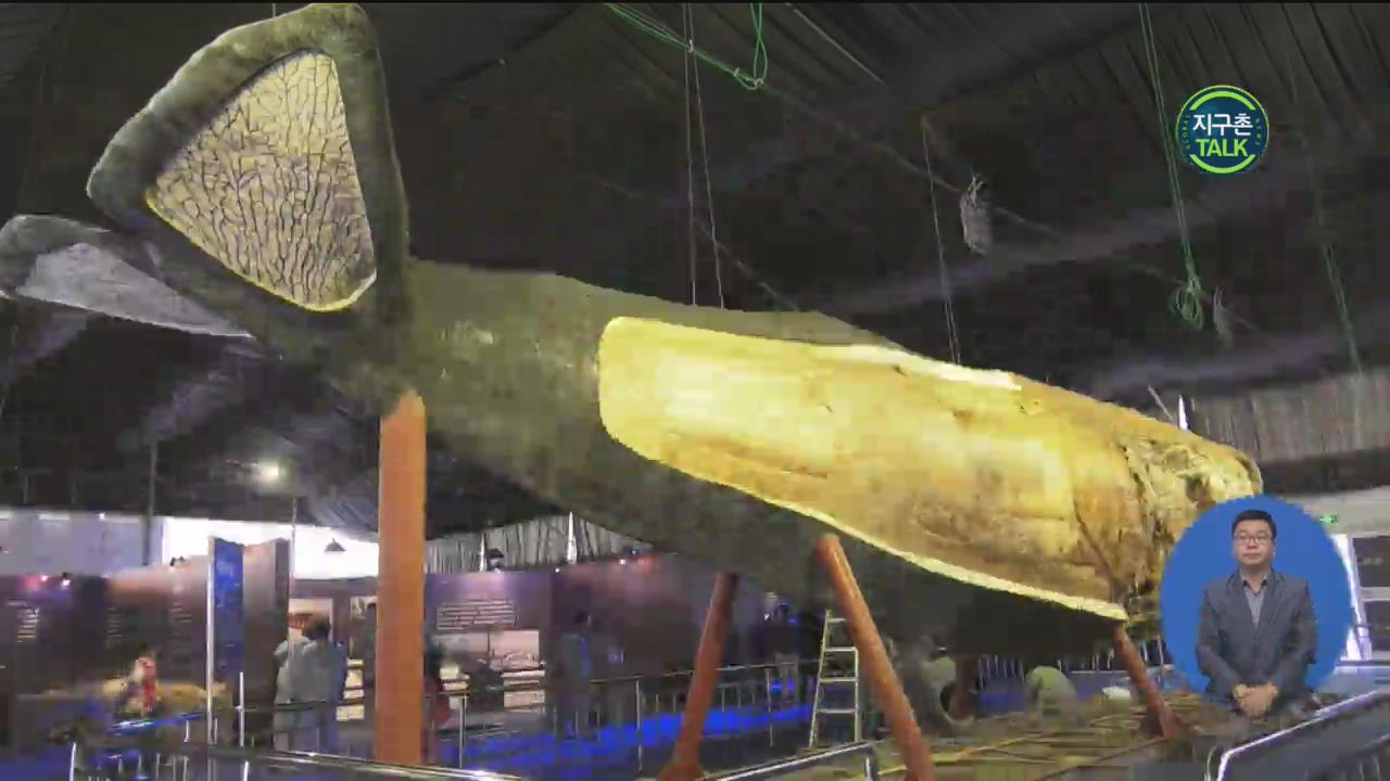 [지구촌 Talk] ‘세계 최대 크기’ 향유고래 표본 전시
