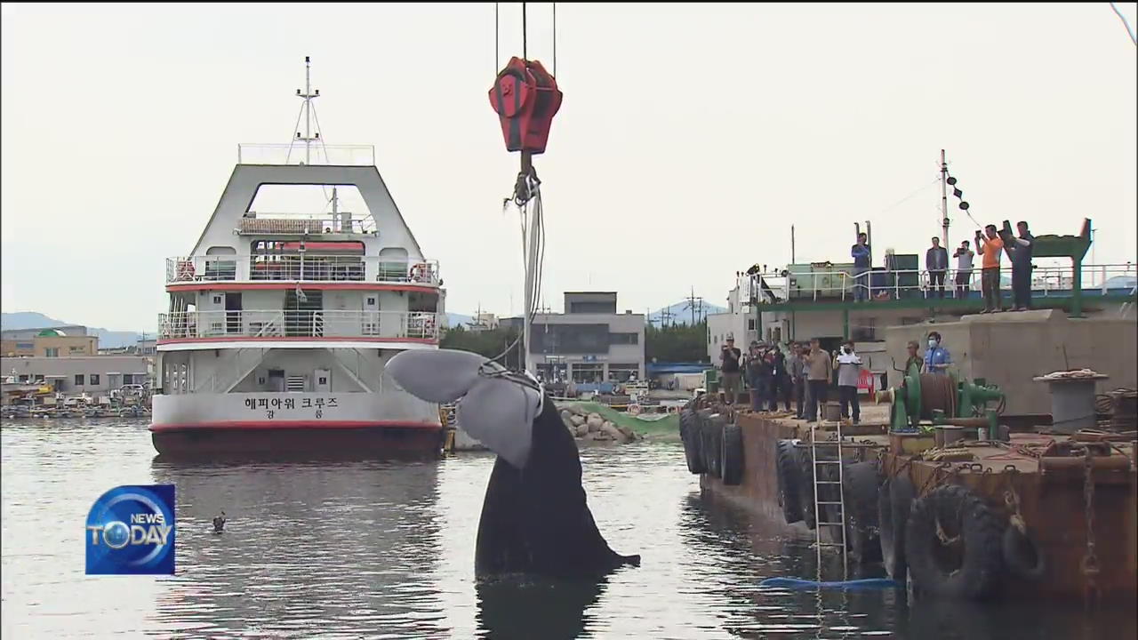 DEAD SPERM WHALE FOUND IN SOKCHO