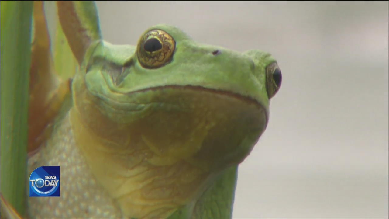 FARMING METHOD TO PROTECT ENDANGERED FROGS