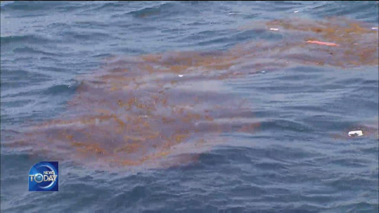 FOREIGN MARINE ALGAE POSE THREAT TO JEJUDO