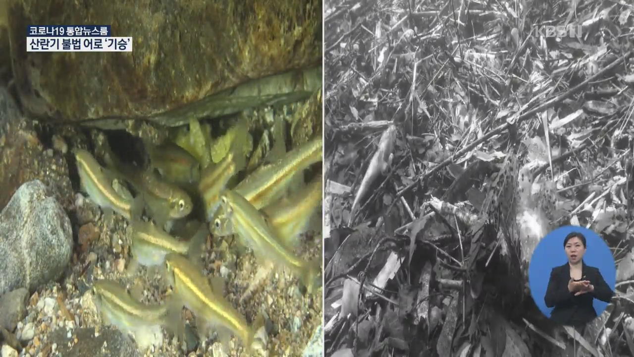 죽은 물고기가 하천 가득…산란기 불법 어로 기승