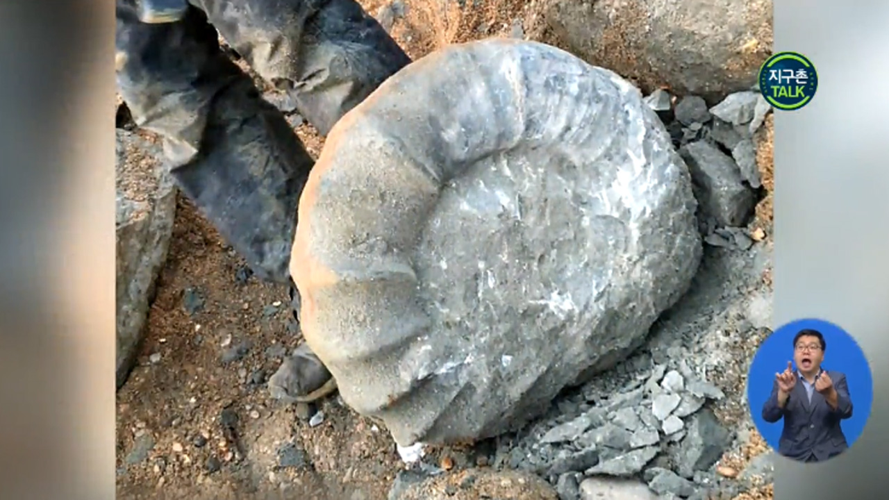 [지구촌 Talk] 1억 1500만 년 된 거대 암모나이트 화석 발견