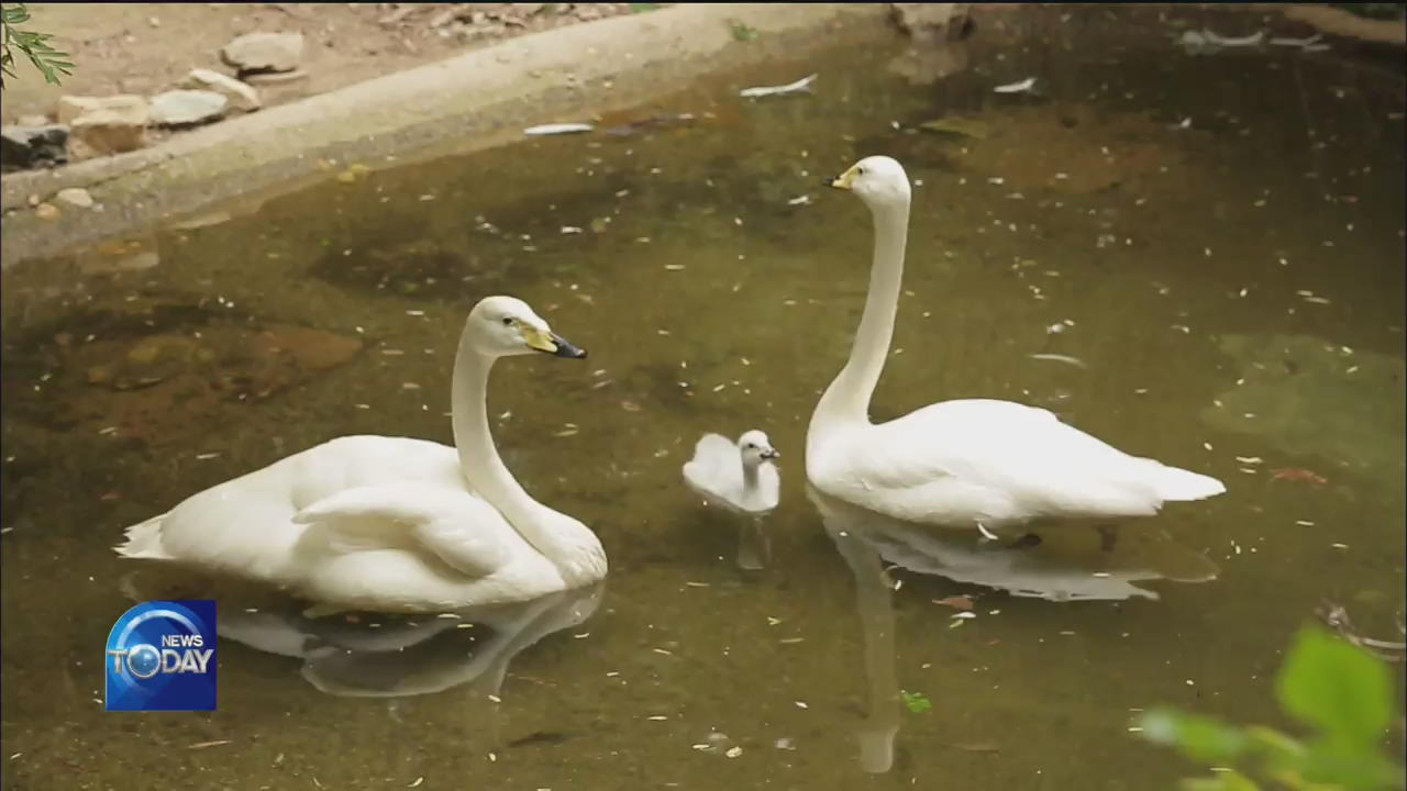 RESCUED WHOOPER SWANS GIVE BIRTH 