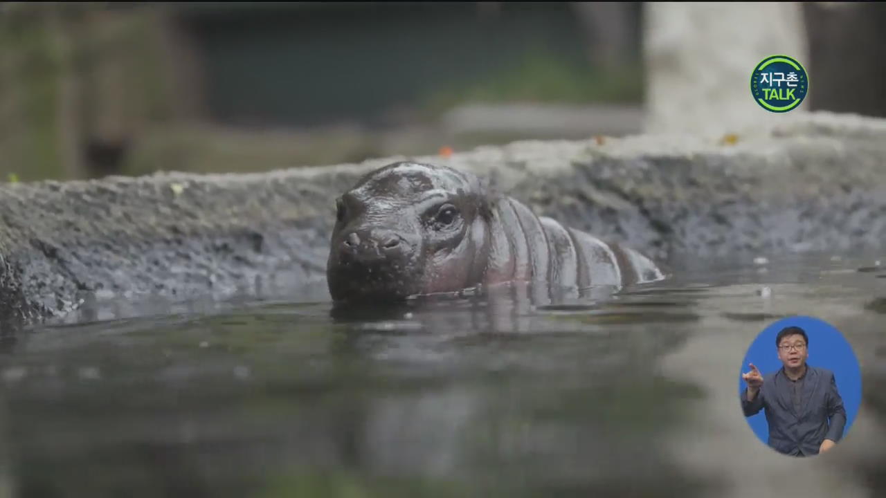 [지구촌 Talk] 생후 두 달 된 멸종 위기종 ‘피그미 하마’ 공개