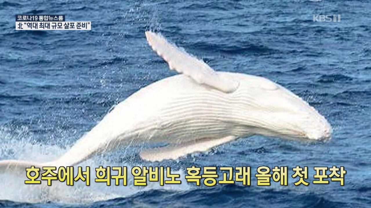 [코로나19 국제뉴스] 호주에서 희귀 알비노 혹등고래 올해 첫 포착