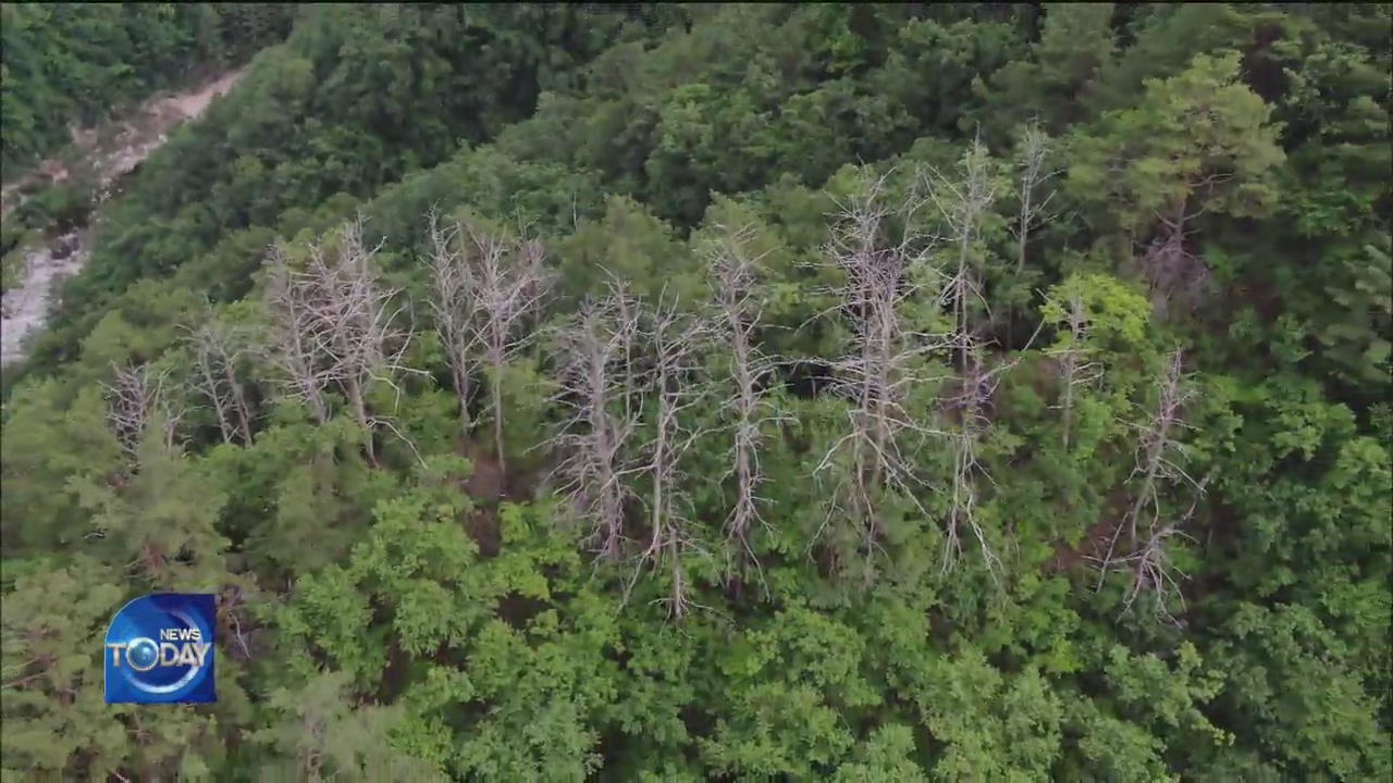 KUMGANG PINE TREE NUMBERS DROP SIGNIFICANTLY