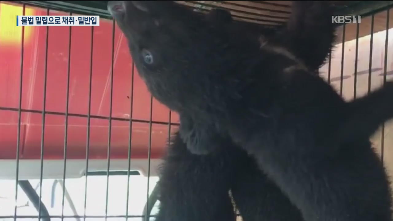 러시아산 웅담 밀반입·불법 유통…국제조직 6명 검거