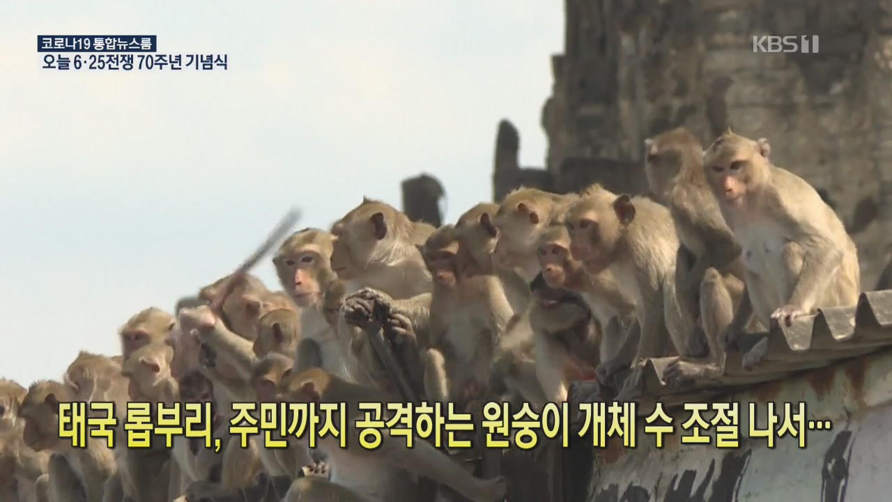 [코로나19 국제뉴스] 태국 롭부리, 주민까지 공격하는 원숭이 개체 수 조절 나서…