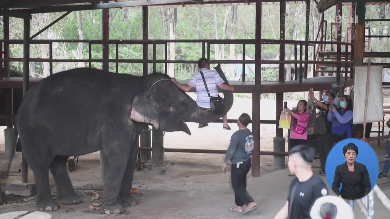 태국 새끼코끼리 길들이기 ‘잔혹’ 영상 공개