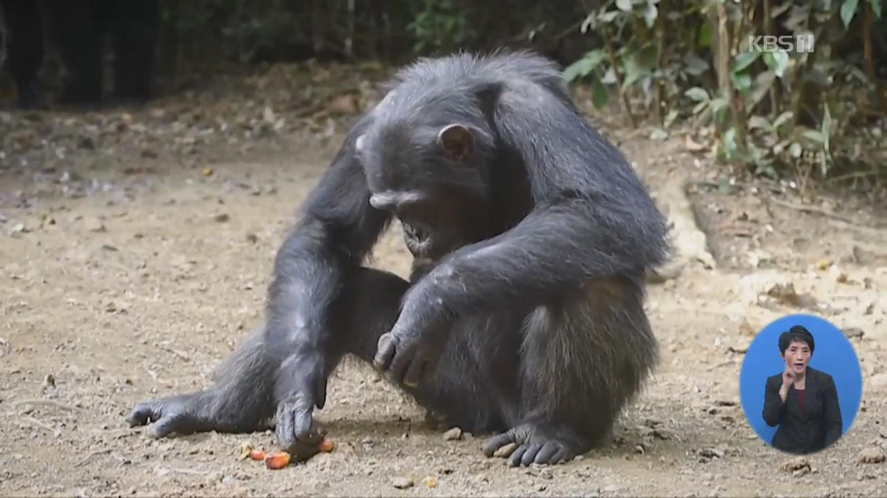 시에라리온, 침팬지 보호구역 재정난 심각