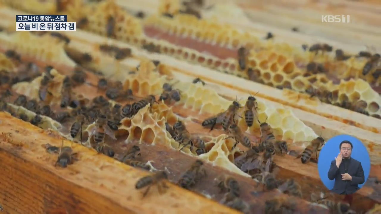 프랑스, 라벤더꿀 채취 위해 벌통 이동 한창