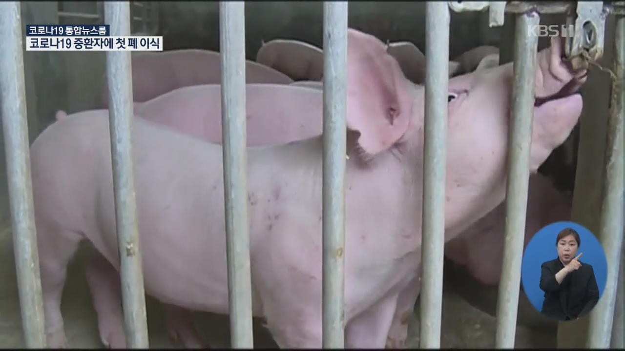 중국서 대유행 가능한 ‘돼지독감 바이러스’에 또 발칵