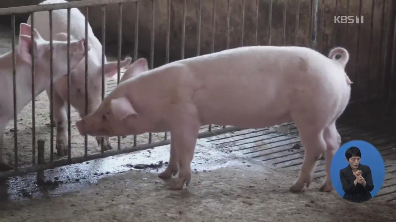 중국서 대유행 가능한 ‘신종 돼지독감 바이러스’ 확인