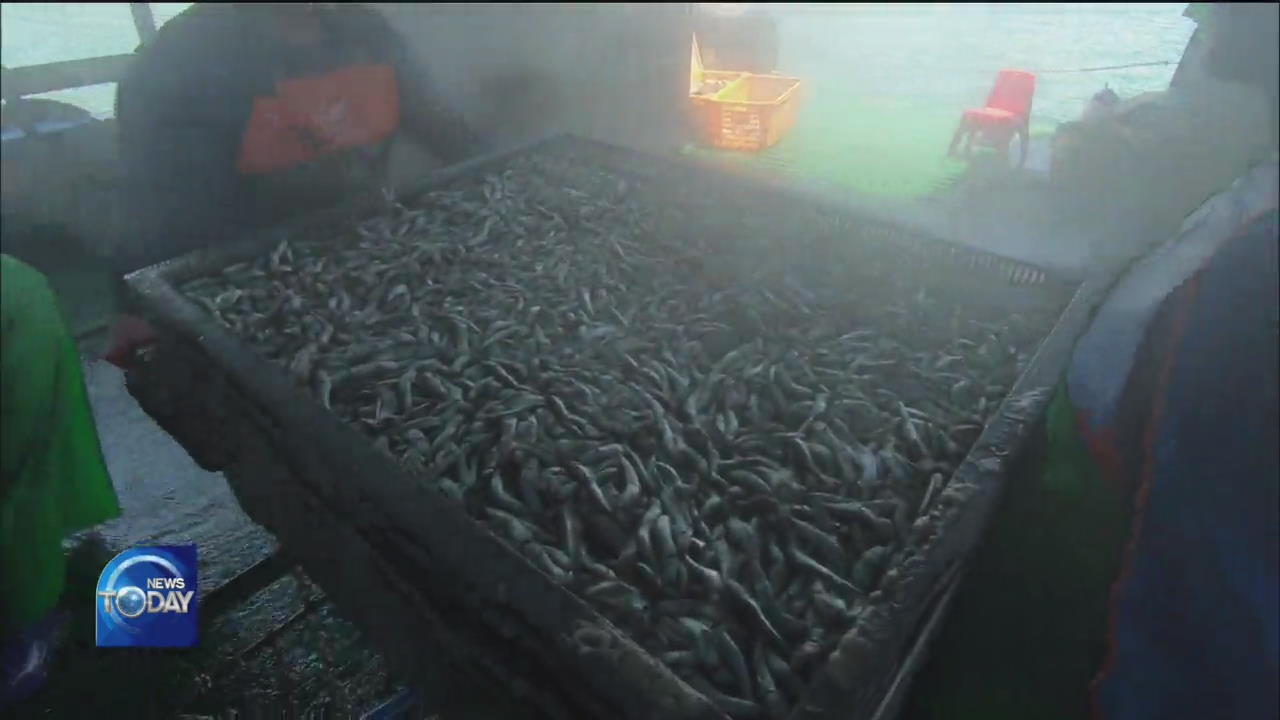 BEGINNING OF ANCHOVY-FISHING SEASON