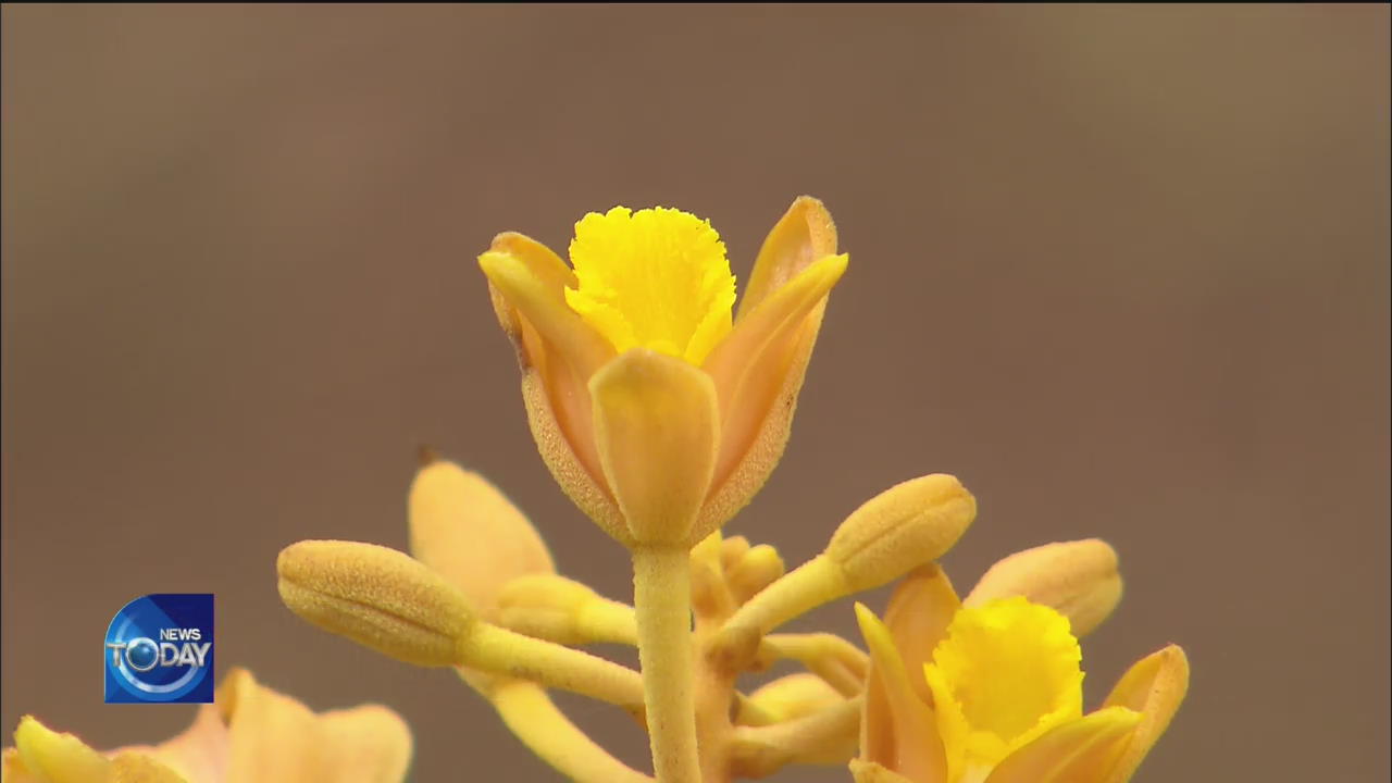 AKEBIAN-FRUIT ORCHIDS SPOTTED IN TAEAN