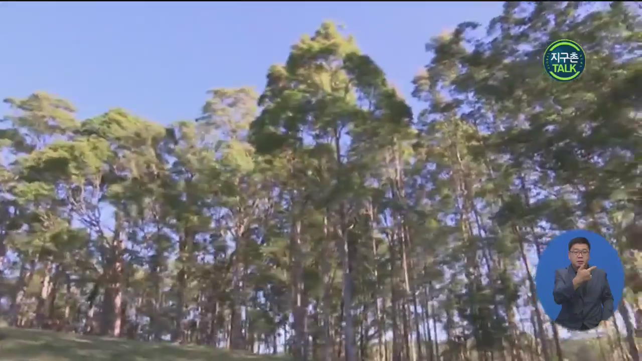 [지구촌 Talk] 묘지 대신 나무숲 조성…호주 마을 친환경 ‘자연장’