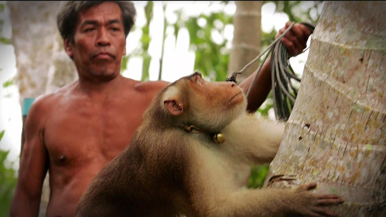 [ET 시선] 코코넛 따는 원숭이 “사람이 시켰어요”