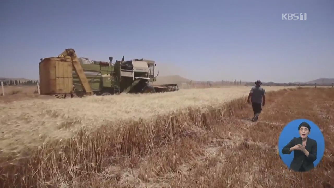 시리아, 올해 밀 수확량 크게 증가