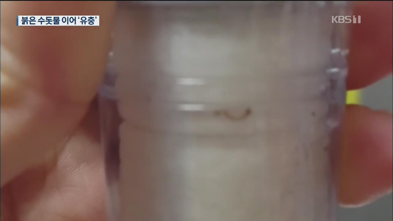 인천 수돗물에 유충 신고 잇따라…39개 학교 급식 중단