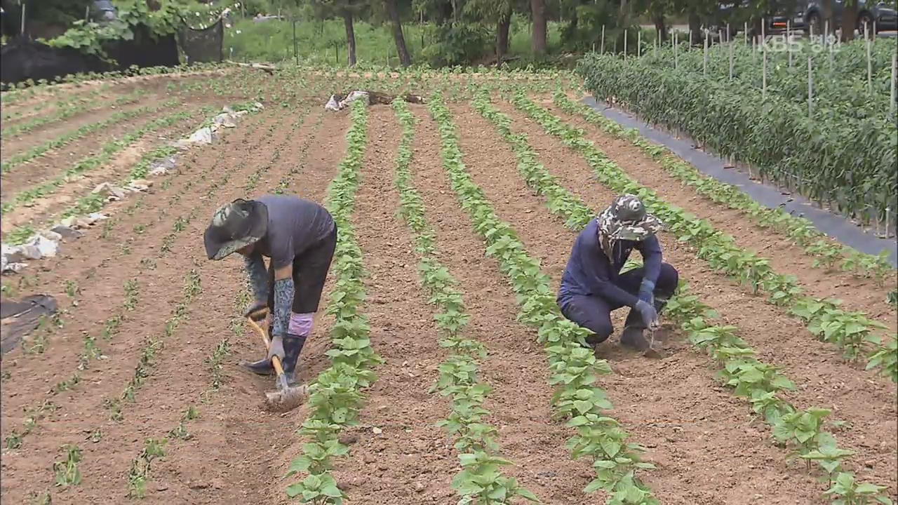 올해 ‘역대급 폭염’…고령 농민 ‘열사병 비상’