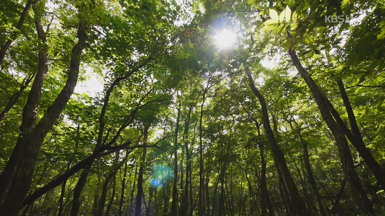 [뉴스광장 영상] 사려니숲길