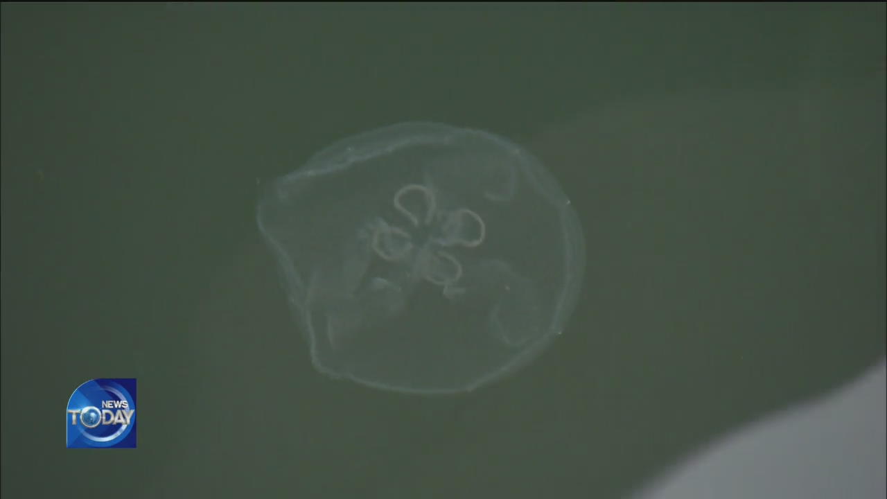 SURGE IN JELLYFISH CAUSE TROUBLE TO FISHERMEN