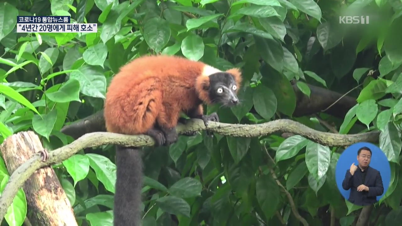 싱가포르 동물원, 붉은목도리여우원숭이 탄생