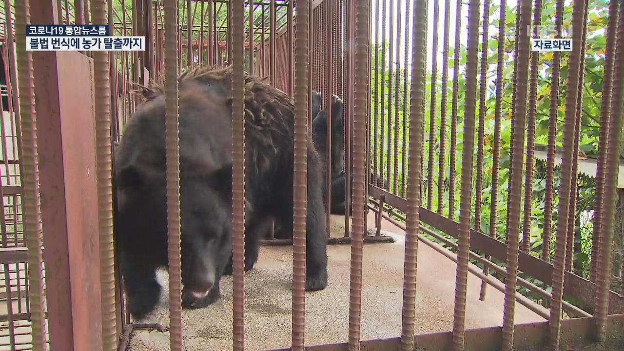 마을에 나타난 반달곰…불법 번식·탈출 반복돼도 벌금뿐