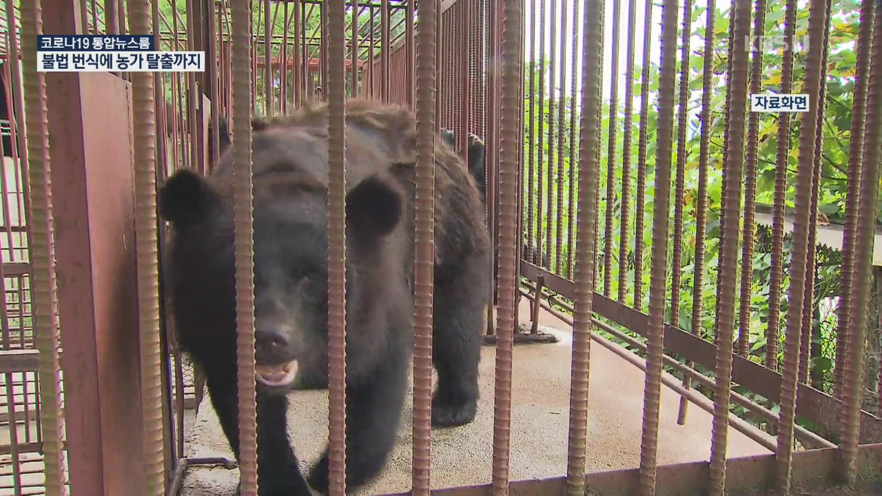 마을에 나타난 반달곰…불법 번식·탈출 반복돼도 벌금뿐