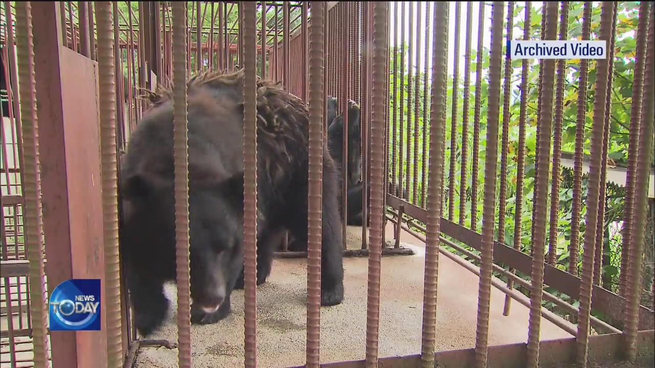 ILLEGAL ASIAN BLACK BEAR FARMS IN KOREA