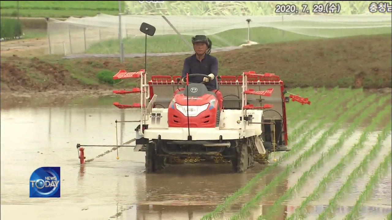 HARVESTING OF AN EARLY MATURING RICE VARIETY