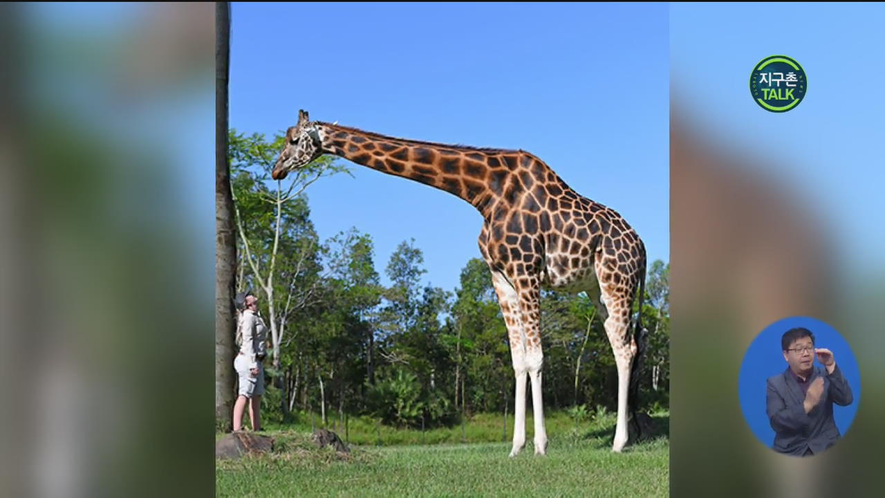 [지구촌 Talk] 세계에서 가장 키 큰 기린…‘기네스 기록’