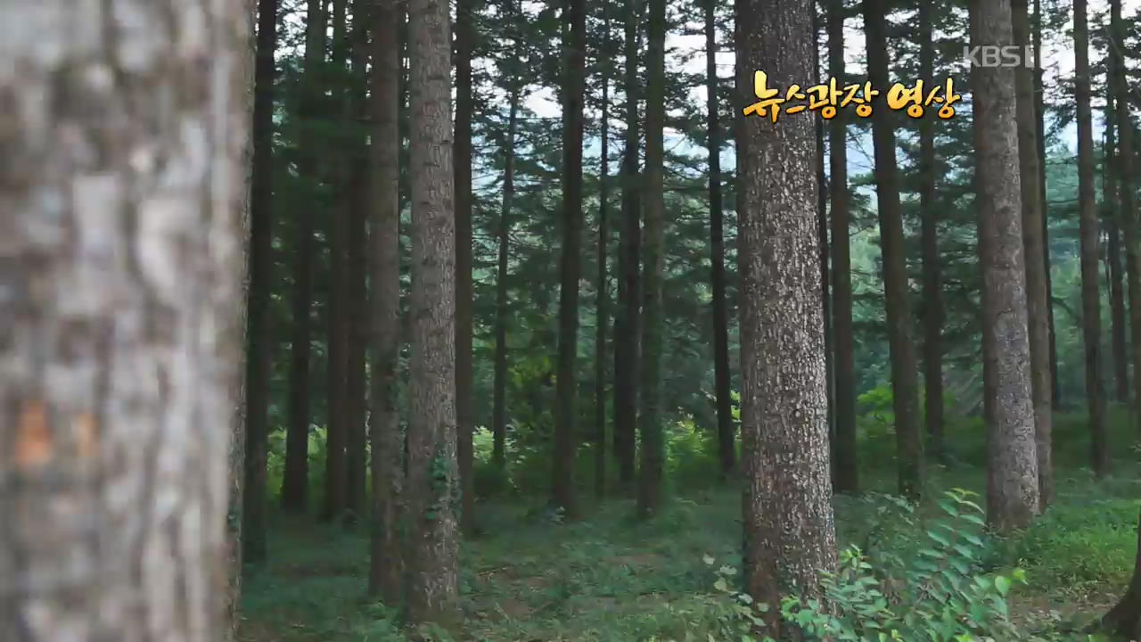 [뉴스광장 영상] 국립수목원