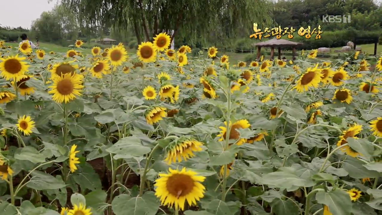 [뉴스광장 영상] 해바라기 공원