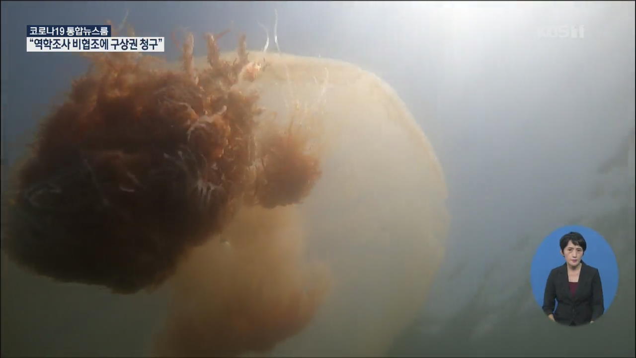독성 해파리 쏘임사고 속출…해수욕장 비상