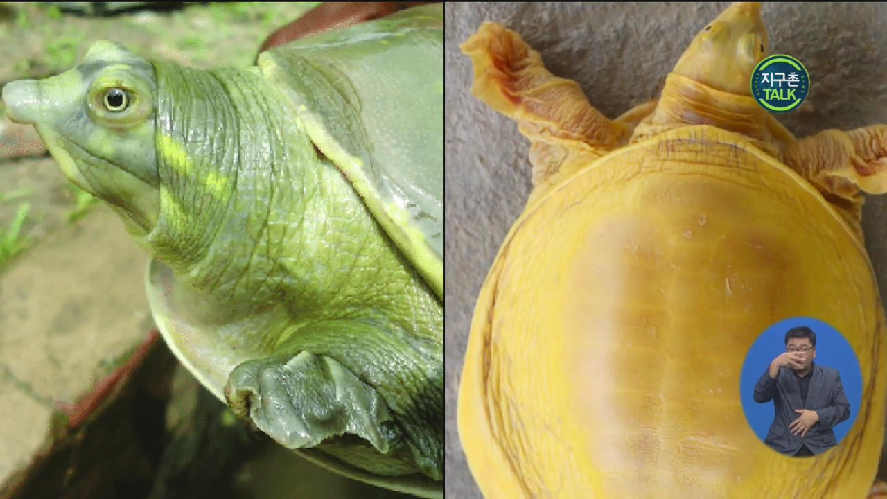[지구촌 Talk] 인도에 이어 네팔에서도 ‘황금 거북’ 발견