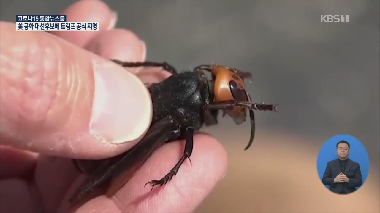 프랑스, 올여름 불볕더위로 말벌 개체 수 급증 