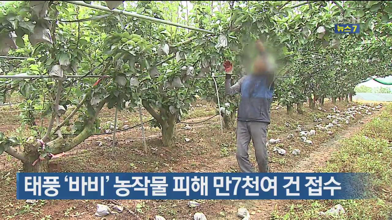 태풍 ‘바비’ 농작물 피해 만7천여 건 접수