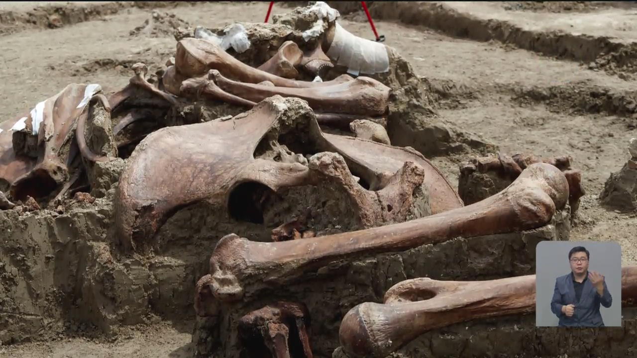 [지구촌 Talk] 멕시코, 건설현장서 200마리 분량 ‘매머드 뼈’ 발굴