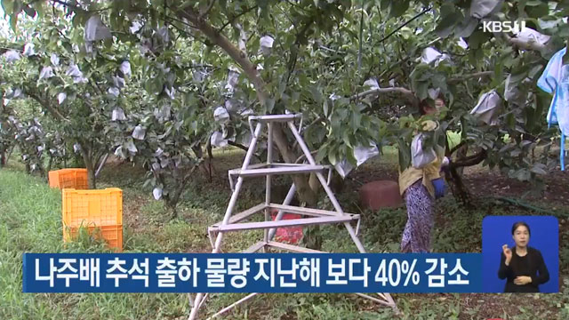 나주배 추석 출하 물량 지난해 보다 40% 감소