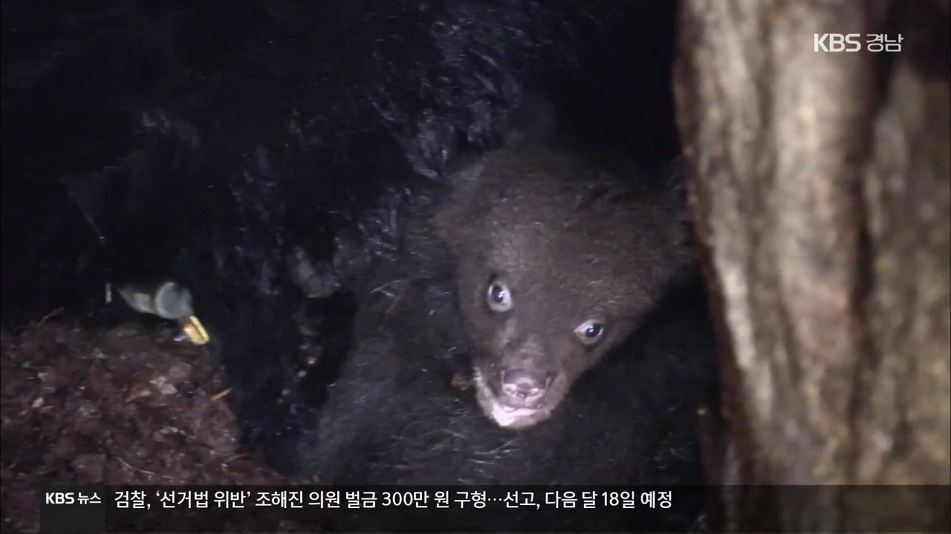 [여기는 진주] 3년 전 반달곰 출몰 알고도 산악열차 추진