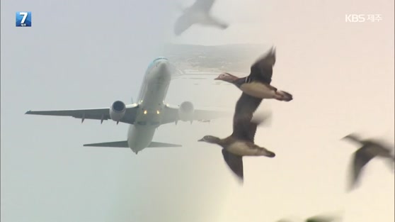 제주 제2공항 ‘철새 대체서식지’ 조성 계획은?