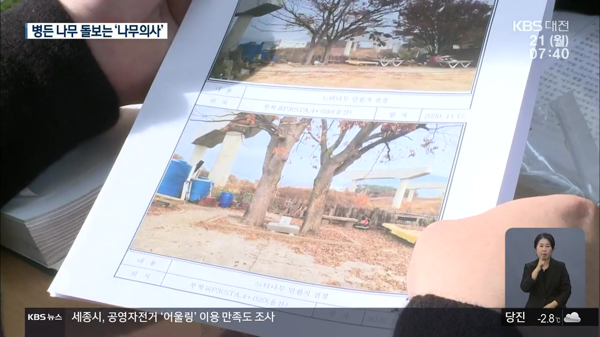병든 수목 치료하는 ‘나무의사’
