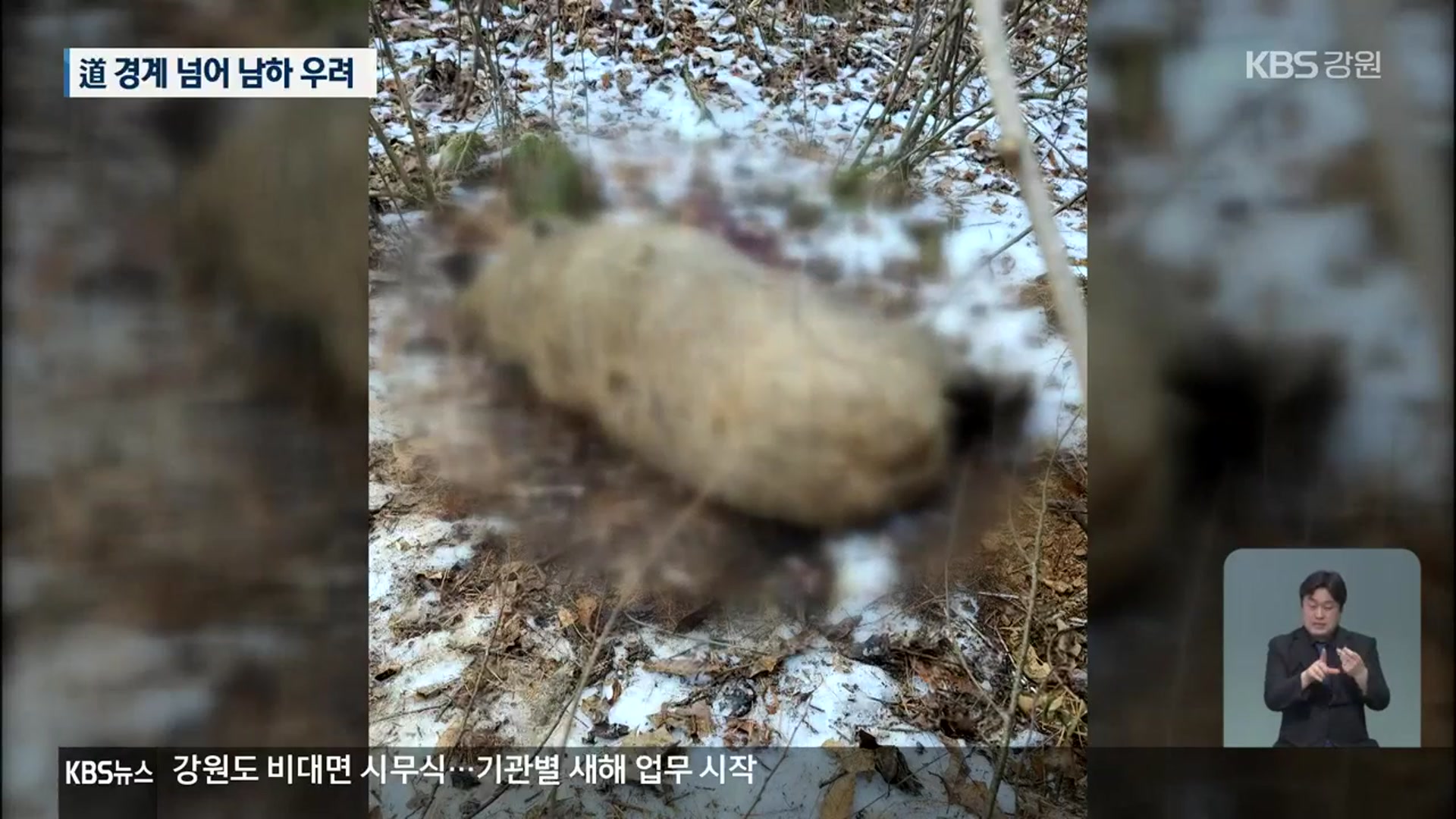 ASF, 강원 최남단까지 확산…백두대간 위협