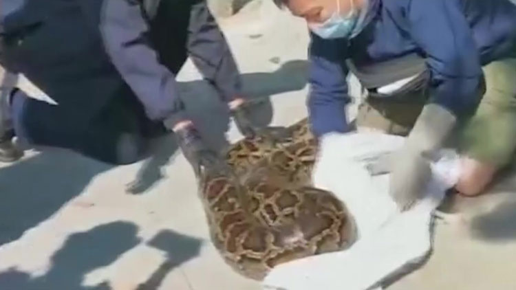 [지구촌 Talk] 홍콩, 땅꾼이 맨손으로 초대형 뱀 포획